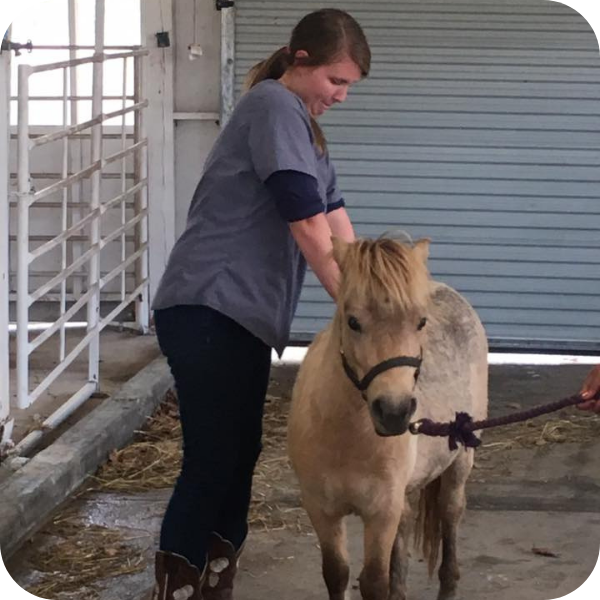  chiropractor working on a  horse 